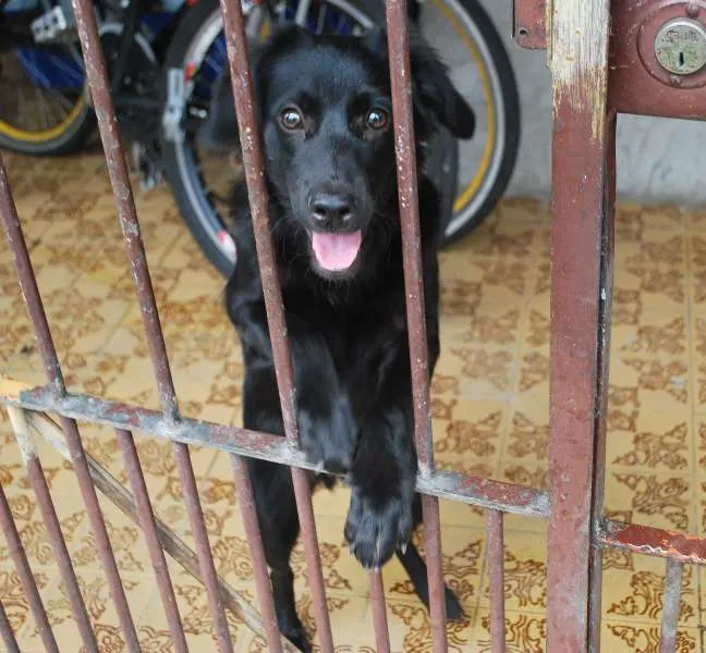 Cachorro ra a SRD idade 7 a 11 meses nome FILHOTE 8 MESES POR