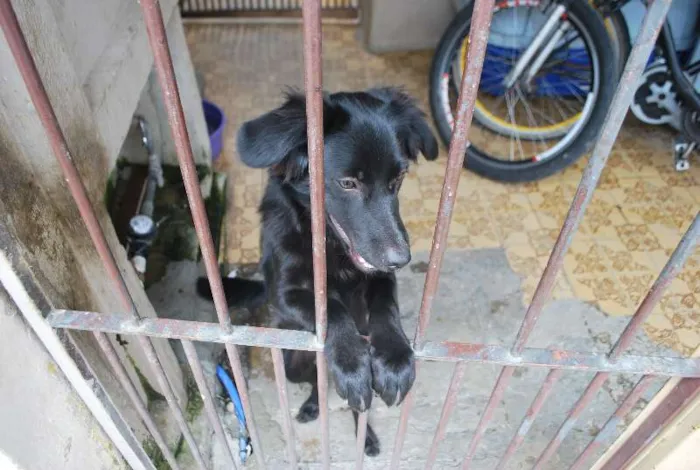 Cachorro ra a SRD idade 7 a 11 meses nome FILHOTE 8 MESES POR