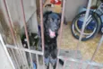 FILHOTE 8 MESES POR