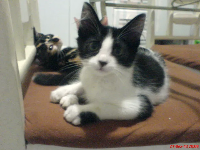 Gato ra a SRD idade 2 a 6 meses nome NINO