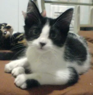 Gato raça SRD idade 2 a 6 meses nome NINO