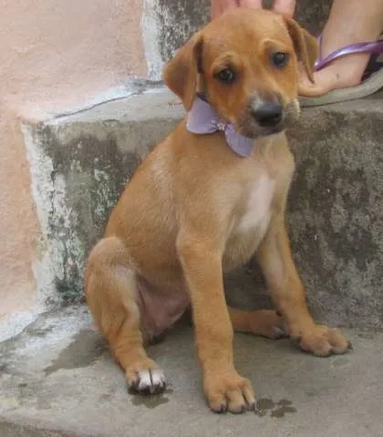 Cachorro ra a Vira-lata idade Abaixo de 2 meses nome Lola ou Jubileia