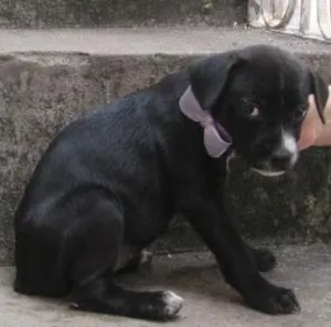 Cachorro raça  idade Abaixo de 2 meses nome Lisa (apelido Jucic