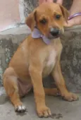 Lola ou Jubileia
