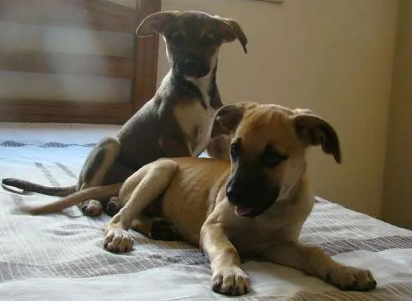 Cachorro ra a SRD idade 2 a 6 meses nome Laís e Dora