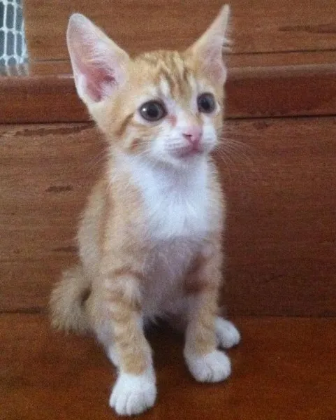 Gato ra a Mestiço idade Abaixo de 2 meses nome Garfild José