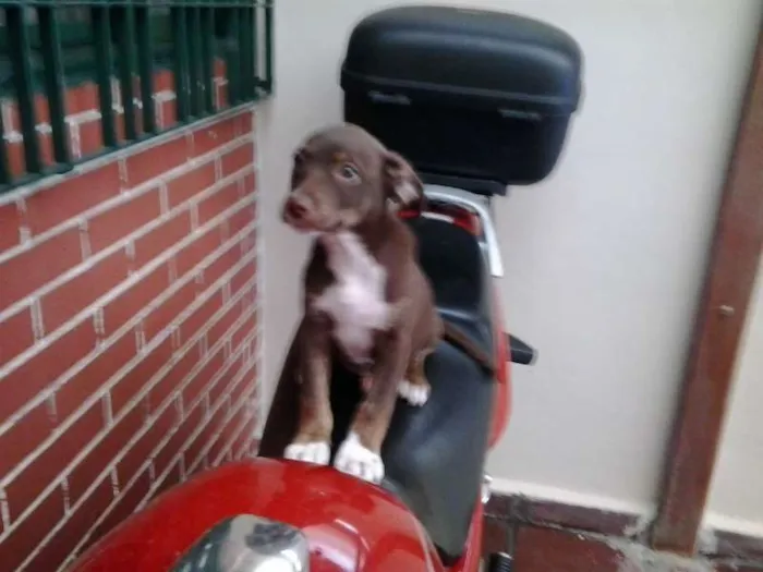 Cachorro ra a Mestiço idade 2 a 6 meses nome Alex