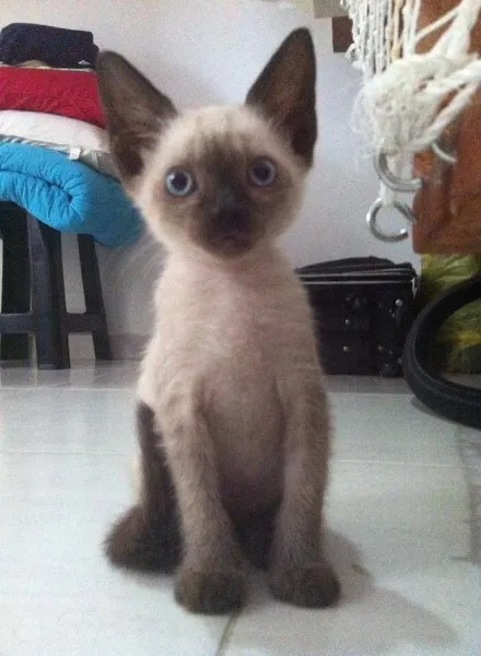 Gato ra a Mestiço idade Abaixo de 2 meses nome Frederico Augusto