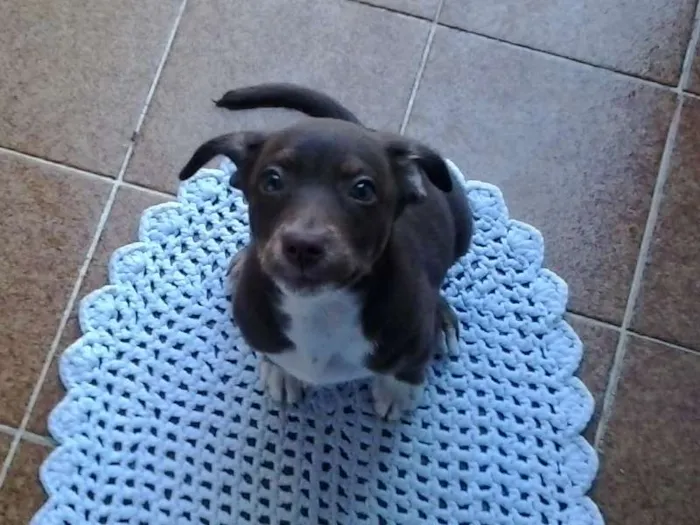 Cachorro ra a Mestiço idade 2 a 6 meses nome Alex