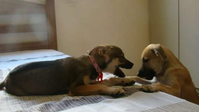 Cachorro ra a SRD idade 2 a 6 meses nome Laís e Dora