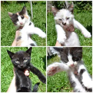 Gato raça  idade 2 a 6 meses nome Bebês sem nome.