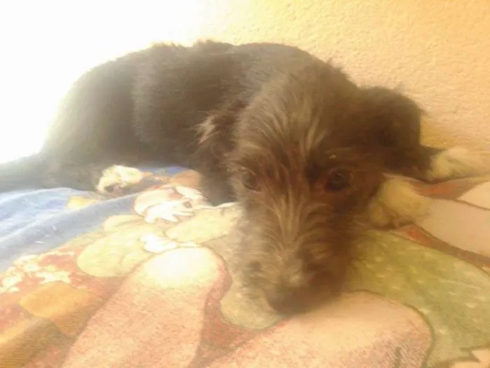 Cachorro ra a não tem  idade 2 a 6 meses nome não tem 