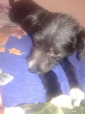 Cachorro raça não tem  idade 2 a 6 meses nome não tem 