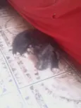não tem 