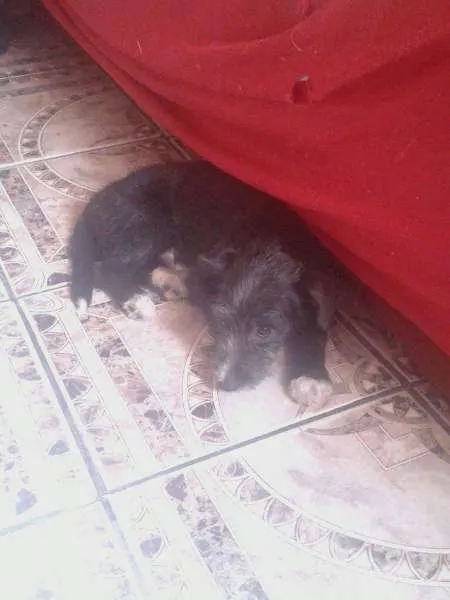 Cachorro ra a não tem  idade 2 a 6 meses nome não tem 
