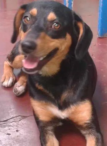 Cachorro ra a RND idade 1 ano nome bolinha