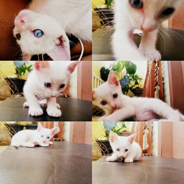 Gato ra a Mista idade Abaixo de 2 meses nome Rigby