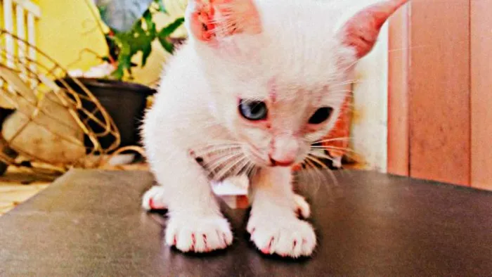 Gato ra a Mista idade Abaixo de 2 meses nome Rigby