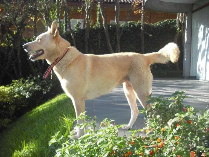 Cachorro ra a Labrador idade 6 ou mais anos nome NINA GRATIFICA