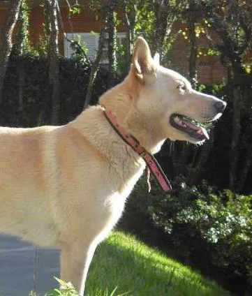 Cachorro ra a Labrador idade 6 ou mais anos nome NINA GRATIFICA