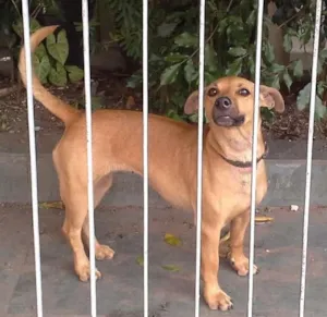 Cachorro raça SRD idade 2 anos nome Mimosa