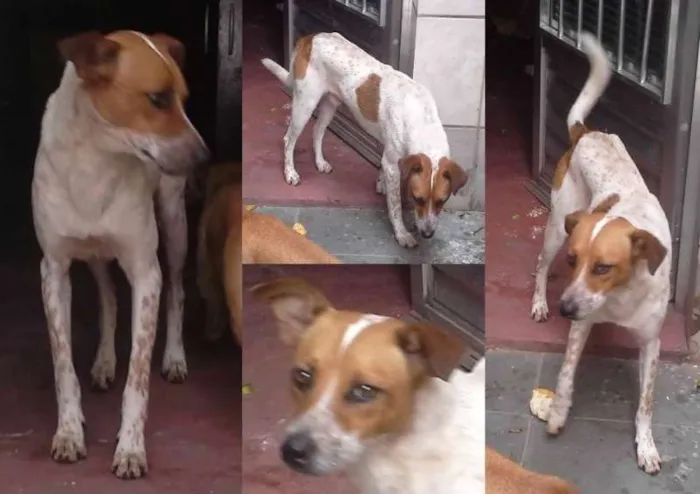 Cachorro ra a SRD idade 2 anos nome Fly