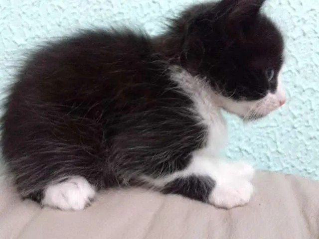 Gato ra a  idade 2 a 6 meses nome sem nome