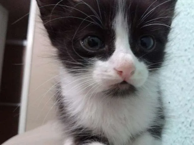 Gato ra a  idade 2 a 6 meses nome sem nome