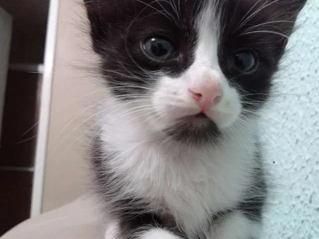 Gato ra a  idade 2 a 6 meses nome sem nome