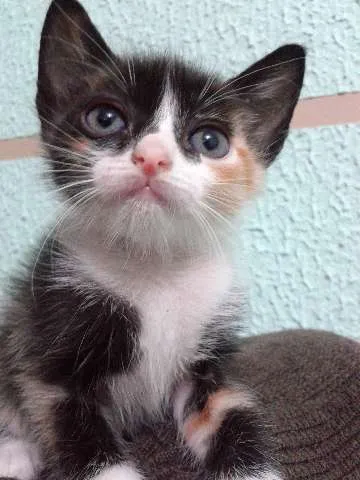 Gato ra a  idade 2 a 6 meses nome sem nome