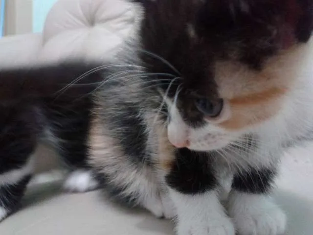 Gato ra a  idade 2 a 6 meses nome sem nome