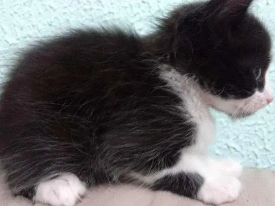 Gato ra a  idade 2 a 6 meses nome sem nome