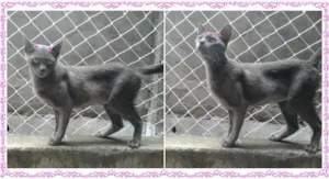 Gato raça SRD idade 7 a 11 meses nome Aninha