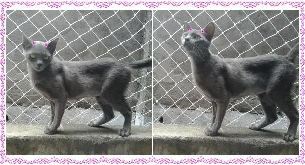 Gato ra a SRD idade 7 a 11 meses nome Aninha