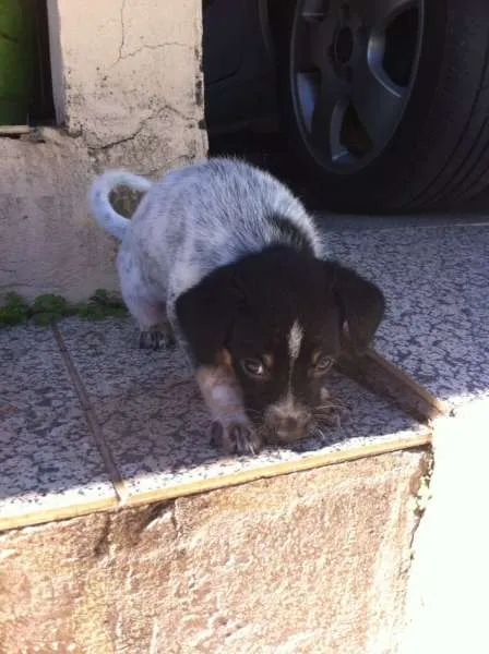 Cachorro ra a SRD idade 2 a 6 meses nome Dudu