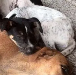 Cachorro ra a SRD idade 2 a 6 meses nome Dudu