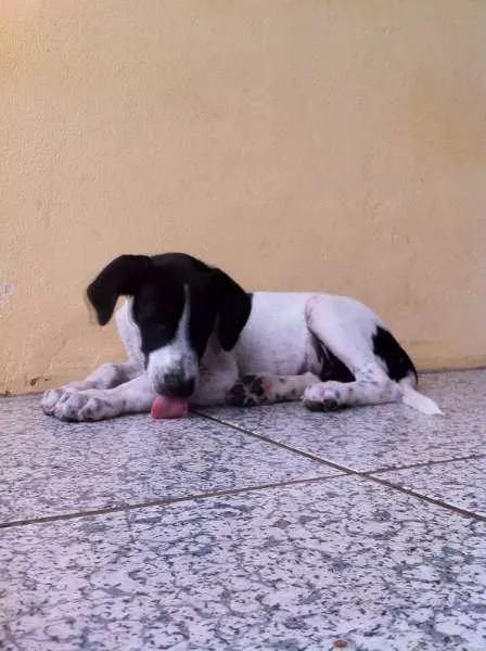 Cachorro ra a SRD idade 2 a 6 meses nome Justin
