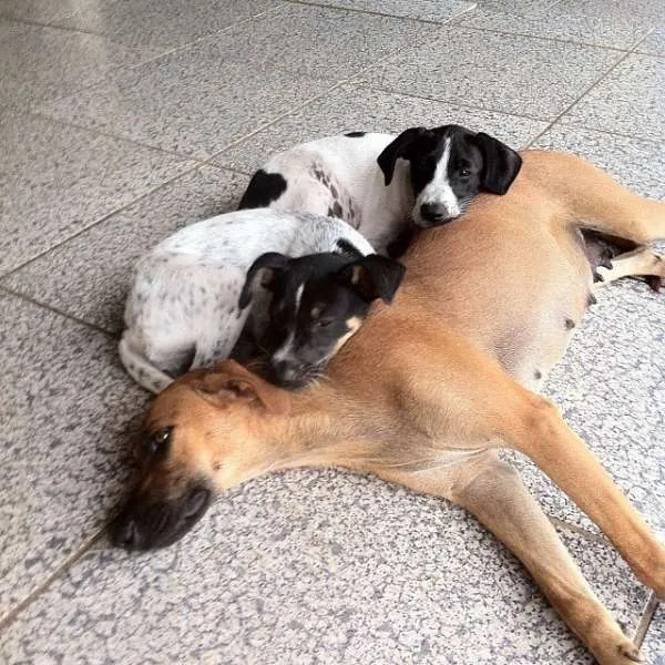Cachorro ra a SRD idade 2 a 6 meses nome Justin