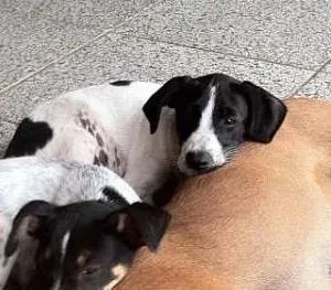 Cachorro ra a SRD idade 2 a 6 meses nome Justin