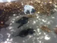 Os Irmaos