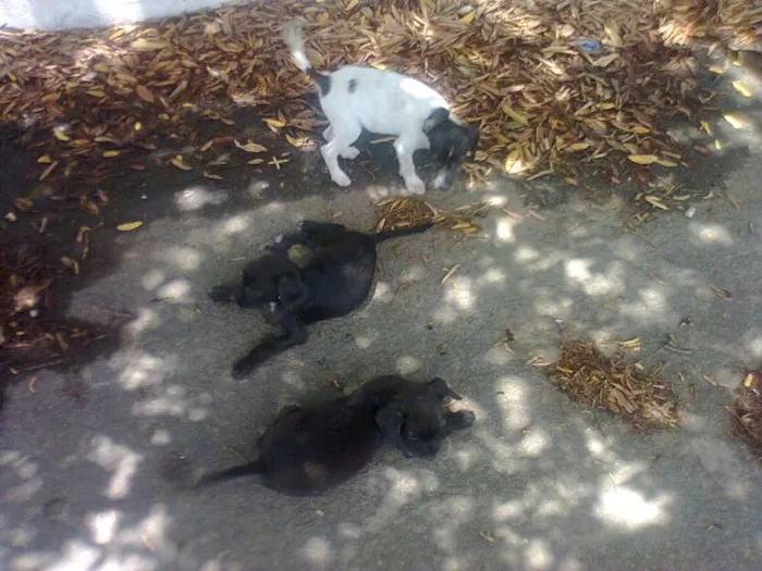 Cachorro ra a vira lata idade 2 a 6 meses nome Os Irmaos