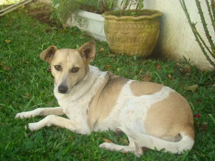 Cachorro ra a SRD idade 5 anos nome Pilé