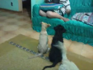 Cachorro raça  idade 2 anos nome pretinha