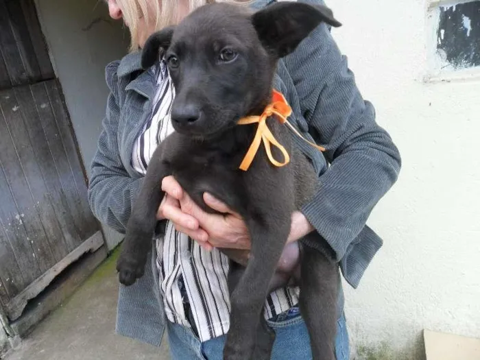 Cachorro ra a SRD idade 2 a 6 meses nome fêmea 