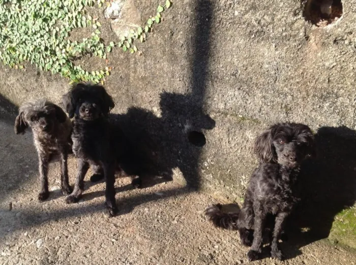 Cachorro ra a Pinscher com poodle idade 6 ou mais anos nome Céu,Deca e Titi GRA