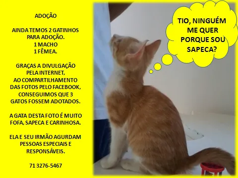 Gato raça  idade Abaixo de 2 meses nome Adote-me