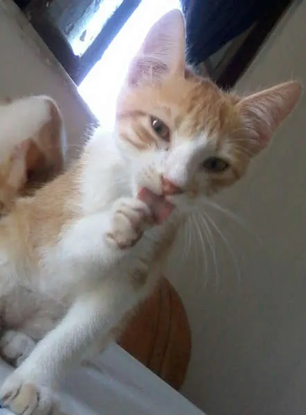 Gato raça  idade Abaixo de 2 meses nome Adote-me