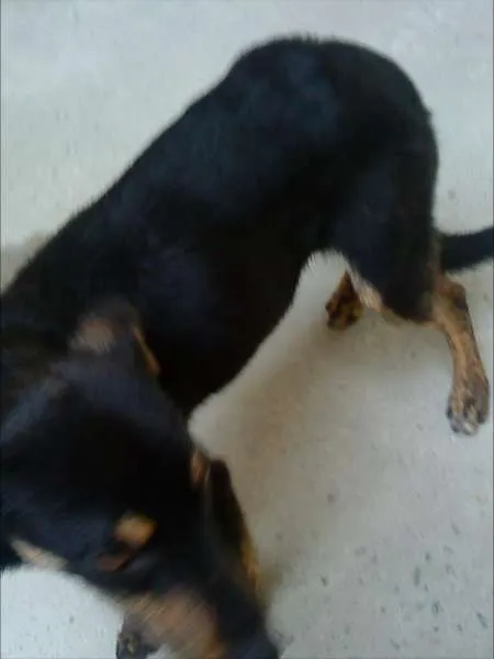 Cachorro ra a vira-lata idade 2 anos nome juju