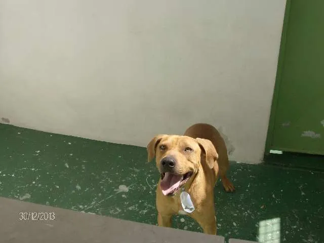 Cachorro ra a SRD idade 2 anos nome Raphael