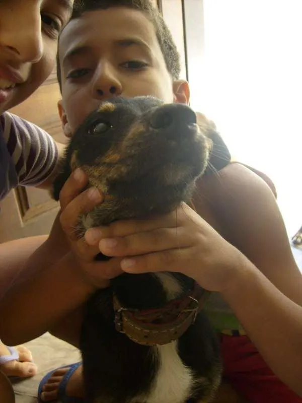 Cachorro ra a vira-lata idade 2 anos nome juju